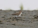 Kaspische plevier - Mangrovegebied bij Minab